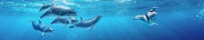 Кухонный фартук Фауна 053 Дельфины МДФ матовый (3000) Fauna в Уфе - ufa.ok-mebel.com | фото 2